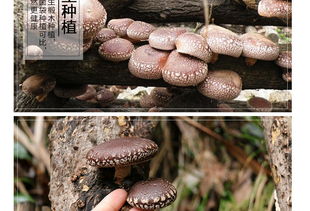 富農園特級冬菇 福建山珍，品味自然的饋贈
